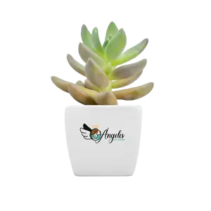 Cremacion de mascotas en la molina (3)