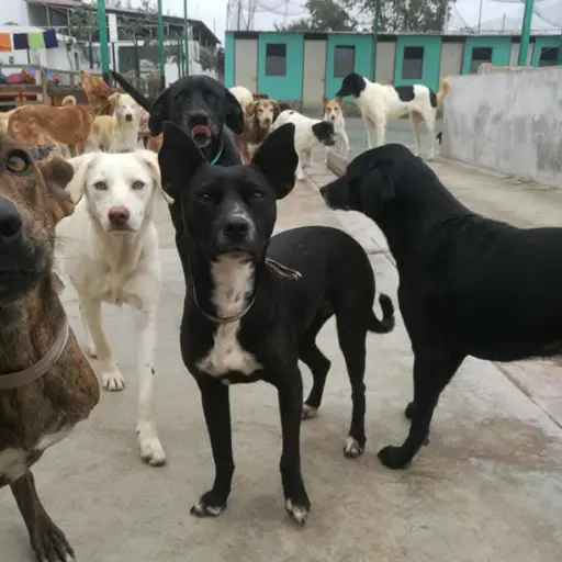 albergue angeles con patitas (1)