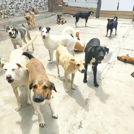 albergue angeles con patitas (4)