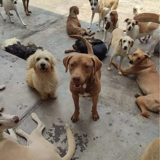 albergue angeles con patitas (5)